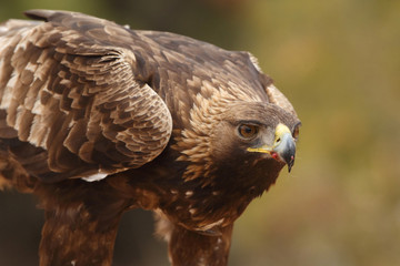 Young male of golden eagle