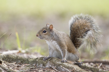 A Gray Squirrel stands on the ground with its tail up in soft light.