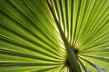 A bright green palm glows with the sun behind it showing off the intricate lines.