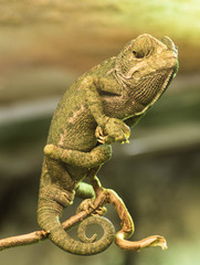 Kameleon © Wil