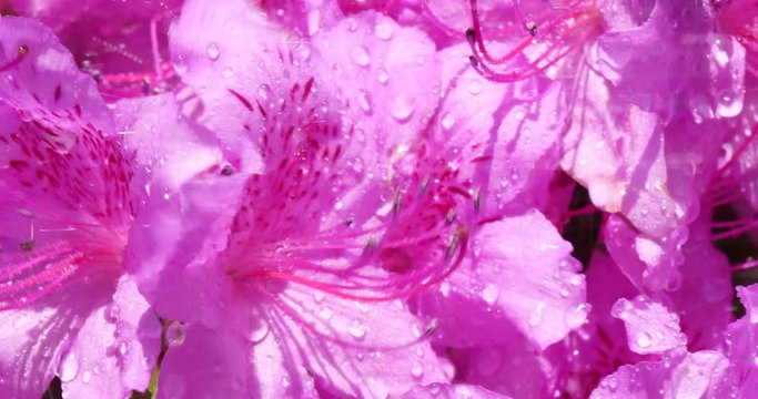 Clean water wet flower in sunny day.