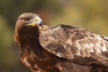 Young male of golden eagle