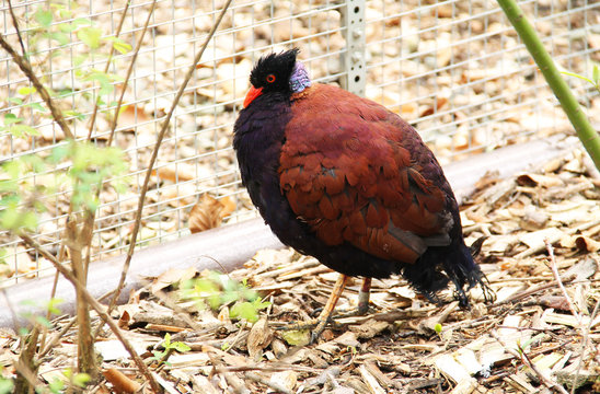 pheasant pigeon (Otidiphaps nobilis) living in the aviary in ZOO
