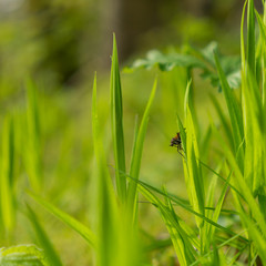 Fly sitting on a grass blade