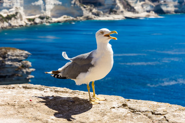 Fototapeta na wymiar Seagull on cliff above the sea