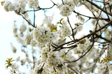 kirschbl&uuml;ten II