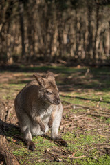 Naklejka na ściany i meble wallaby, wildlife animal in Australia