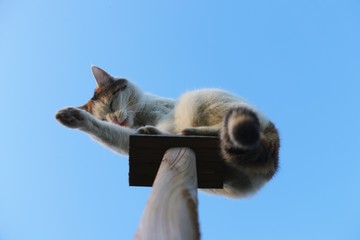 mimi auf holzpfosten I