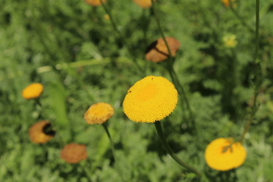Yellow "Buttonweed" flower (or Water Button) in St. Gallen, Switzerland. Its Latin name is Cotula Socialis Hilliard, native to South Africa.