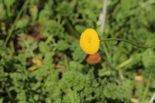 Yellow "Buttonweed" flower (or Water Button) in St. Gallen, Switzerland. Its Latin name is Cotula Socialis Hilliard, native to South Africa.