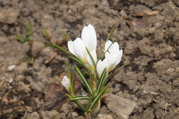  The tenderness of spring