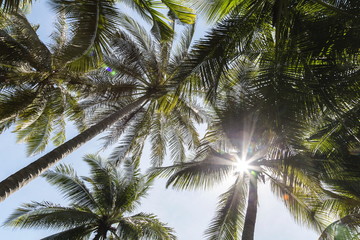 Fototapeta na wymiar Sunlight behind coconut tree top at the island