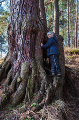 A little boy playing in the woods behind a big tree root