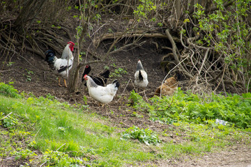 Rooster and hens on natural feed