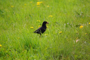 amsel mit beute I