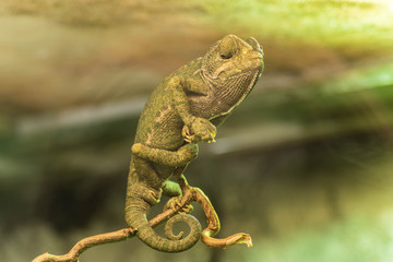 Kameleon © Wil