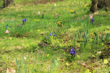 Fototapeta na wymiar some colorful spring flowers in the park