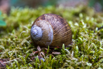 Schnecke