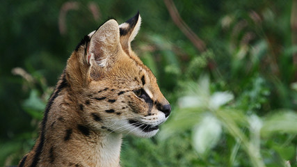 Serval