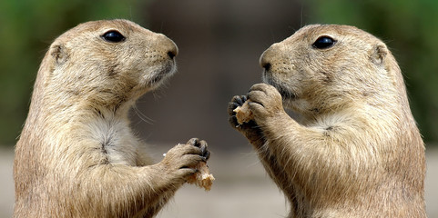 Prairie Dogs
