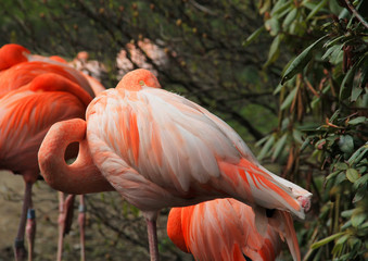 colorful flamingo standing on one leg and having rest