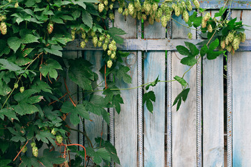 Old blue painted fence with green leaves of hop. Vintage background