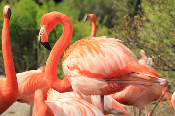 Fototapeta na wymiar colorful flamingo with beautiful orange feathers