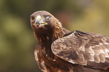 Young male of golden eagle