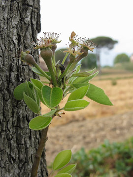 Pear tree twig with buds in spring . Tuscany, Italy