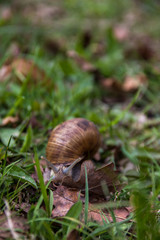 Schnecke