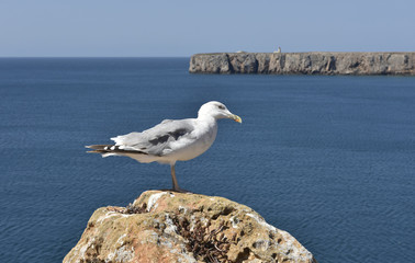 Sagres