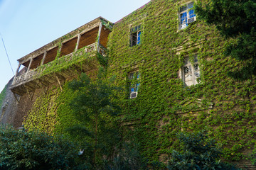 Fototapeta na wymiar House with balcony, overgrown wild grapes in the old town. Tbilisi, Georgia
