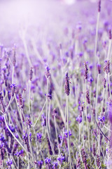 Sunset over a violet lavender field in Provence,Hokkaido