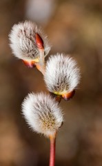 Fluffy blossoming willow twigs willow, macro