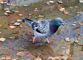 Street pigeon spring goes through a puddle