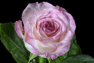 Pink Rose