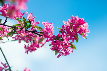 branch of a blossoming pink cherry blossom against the sky, Japanese cherry