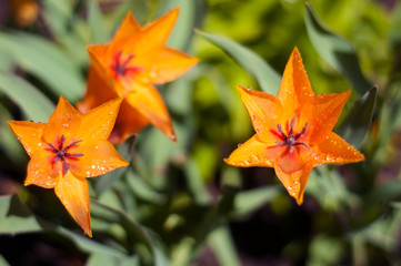 Decorative orange tulips after rain with drops of water on the petals. Flower tulips background. Beautiful view of orange tulips in the garden.