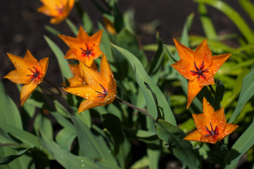 Decorative orange tulips after rain with drops of water on the petals. Flower tulips background. Beautiful view of orange tulips in the garden.