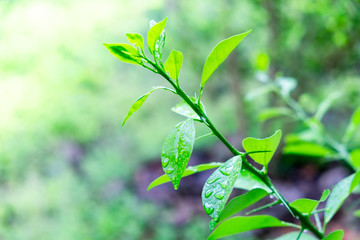 Raining drop on green leaf with blur garden background.