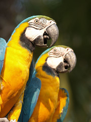 Blue and yellow macaw or blue and gold macaw Ara ararauna bird of the Psittacidae family and one of the most famous parrots of the world.