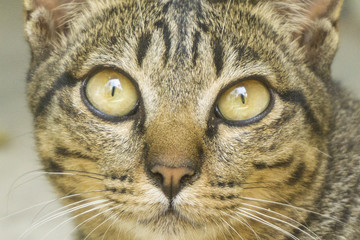 a cat portrait close up