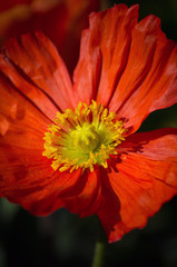 Orange Poppy Flower