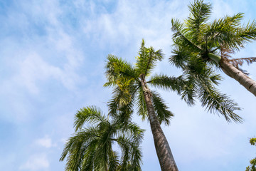 Palm tree against blue sky with clouds