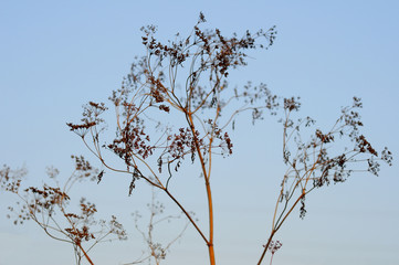 Dark silhouettes of dry grass against the sky.	