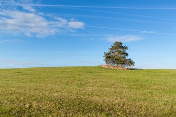 A lone tree on a meadow. Morning sky and condensation traces of planes. Spring sky.