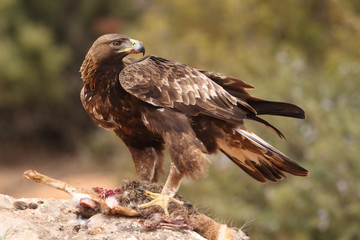 young male of golden eagle