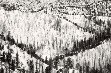 Black and White Bryce National Park in winter