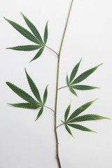 Marijuana stem against a white background.