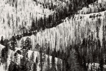 Black and White Bryce National Park in winter